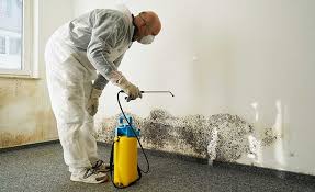 Trusted Coalville, UT Mold Removal & Remediation Experts